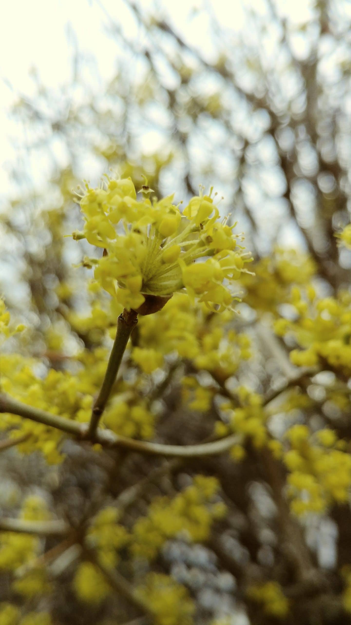 Cornelian Cherry Dogwood